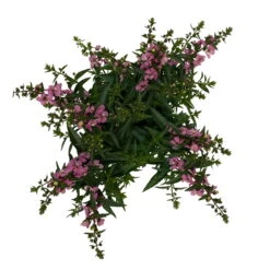 Angelonia Rosa, Topf-Ø 12 Cm, 6er-Set -Madison Verkäufe 0610103602 Angelonia T12 rosa 6er Set WS 5 95832