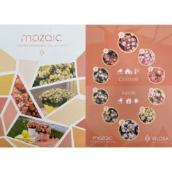 Kalanchoe 'Mozaic', Wechselfarbig, Topf-Ø 12 Cm, Höhe Ca. 22 Cm, 6er-Set -Madison Verkäufe 0610103650 Outdoor Kalanchoe Mozaic wechselfarbig 6er Set 12 113797