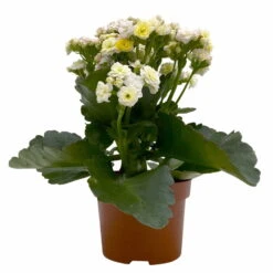Kalanchoe 'Mozaic', Wechselfarbig, Topf-Ø 12 Cm, Höhe Ca. 22 Cm, 6er-Set -Madison Verkäufe 0610103650 Outdoor Kalanchoe Mozaic wechselfarbig 6er Set 2 113821