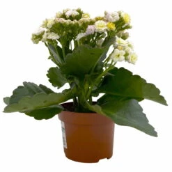 Kalanchoe 'Mozaic', Wechselfarbig, Topf-Ø 12 Cm, Höhe Ca. 22 Cm, 6er-Set -Madison Verkäufe 0610103650 Outdoor Kalanchoe Mozaic wechselfarbig 6er Set 3 113822