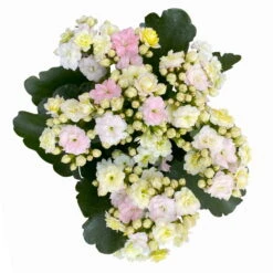 Kalanchoe 'Mozaic', Wechselfarbig, Topf-Ø 12 Cm, Höhe Ca. 22 Cm, 6er-Set -Madison Verkäufe 0610103650 Outdoor Kalanchoe Mozaic wechselfarbig 6er Set 8 113824