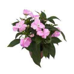 Edellieschen Flieder, Topf -Ø 12 Cm, 6er-Set -Madison Verkäufe 0610110038 Impatiens NG flieder 1 88496