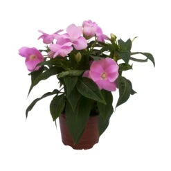 Edellieschen Flieder, Topf -Ø 12 Cm, 6er-Set -Madison Verkäufe 0610110038 Impatiens NG flieder 6 88497