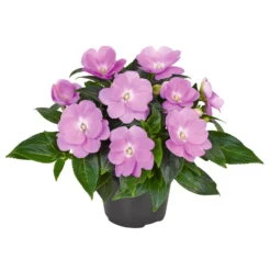Edellieschen Flieder, Topf -Ø 12 Cm, 6er-Set -Madison Verkäufe 0610110038 Impatiens T12 13 flieder Set 6Stueck1 74428