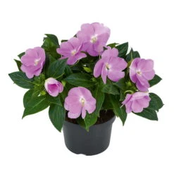 Edellieschen Flieder, Topf -Ø 12 Cm, 6er-Set -Madison Verkäufe 0610110038 Impatiens T12 13 flieder Set 6Stueck2 74427