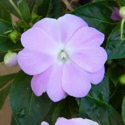 Edellieschen Flieder, Topf -Ø 12 Cm, 6er-Set