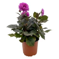 Dahlie 'Hypnotica' Farben Zufällig, Dunkellaubig, Topf-Ø 19 Cm, 2er-Set -Madison Verkäufe 0610140125 Dahlia Hybriden Hypnotica in Farben dunkellaubig 2er Set 10 110330