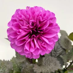 Dahlie 'Hypnotica' Farben Zufällig, Dunkellaubig, Topf-Ø 19 Cm, 2er-Set -Madison Verkäufe 0610140125 Dahlia Hybriden Hypnotica in Farben dunkellaubig 2er Set 11 110165