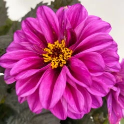 Dahlie 'Hypnotica' Farben Zufällig, Dunkellaubig, Topf-Ø 19 Cm, 2er-Set -Madison Verkäufe 0610140125 Dahlia Hybriden Hypnotica in Farben dunkellaubig 2er Set 12 110166