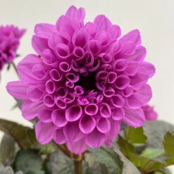 Dahlie 'Hypnotica' Farben Zufällig, Dunkellaubig, Topf-Ø 19 Cm, 2er-Set -Madison Verkäufe 0610140125 Dahlia Hybriden Hypnotica in Farben dunkellaubig 2er Set 14 110167