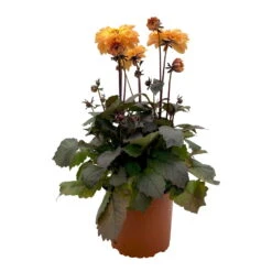 Dahlie 'Hypnotica' Farben Zufällig, Dunkellaubig, Topf-Ø 19 Cm, 2er-Set -Madison Verkäufe 0610140125 Dahlia Hybriden Hypnotica in Farben dunkellaubig 2er Set 1 110329