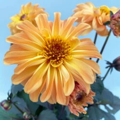 Dahlie 'Hypnotica' Farben Zufällig, Dunkellaubig, Topf-Ø 19 Cm, 2er-Set -Madison Verkäufe 0610140125 Dahlia Hybriden Hypnotica in Farben dunkellaubig 2er Set 5 110163