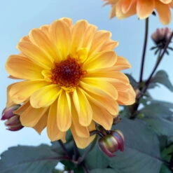 Dahlie 'Hypnotica' Farben Zufällig, Dunkellaubig, Topf-Ø 19 Cm, 2er-Set -Madison Verkäufe 0610140125 Dahlia Hybriden Hypnotica in Farben dunkellaubig 2er Set 6 110164