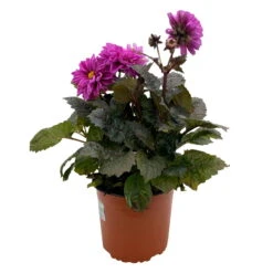 Dahlie 'Hypnotica' Farben Zufällig, Dunkellaubig, Topf-Ø 19 Cm, 2er-Set -Madison Verkäufe 0610140125 Dahlia Hybriden Hypnotica in Farben dunkellaubig 2er Set 9 110331