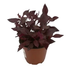 Papageienstrauch 'Choco Chili', 6er-Set, Dunkelviolett-purpurrot, Topf 12 Cm Ø -Madison Verkäufe 0610180162 Alternanthera 2 88239