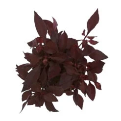 Papageienstrauch 'Choco Chili', 6er-Set, Dunkelviolett-purpurrot, Topf 12 Cm Ø -Madison Verkäufe 0610180162 Alternanthera 4 88240