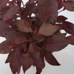 Papageienstrauch 'Choco Chili', 6er-Set, Dunkelviolett-purpurrot, Topf 12 Cm Ø -Madison Verkäufe 0610180162 Alternanthera 5 88238