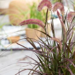 Lampenputzergras 'Sky Rocket' Mit Mühlenbeckia, Topf-Ø 23 Cm -Madison Verkäufe 0610180240 Pennisetum advena Rubrum T19 2er Set 1 89727