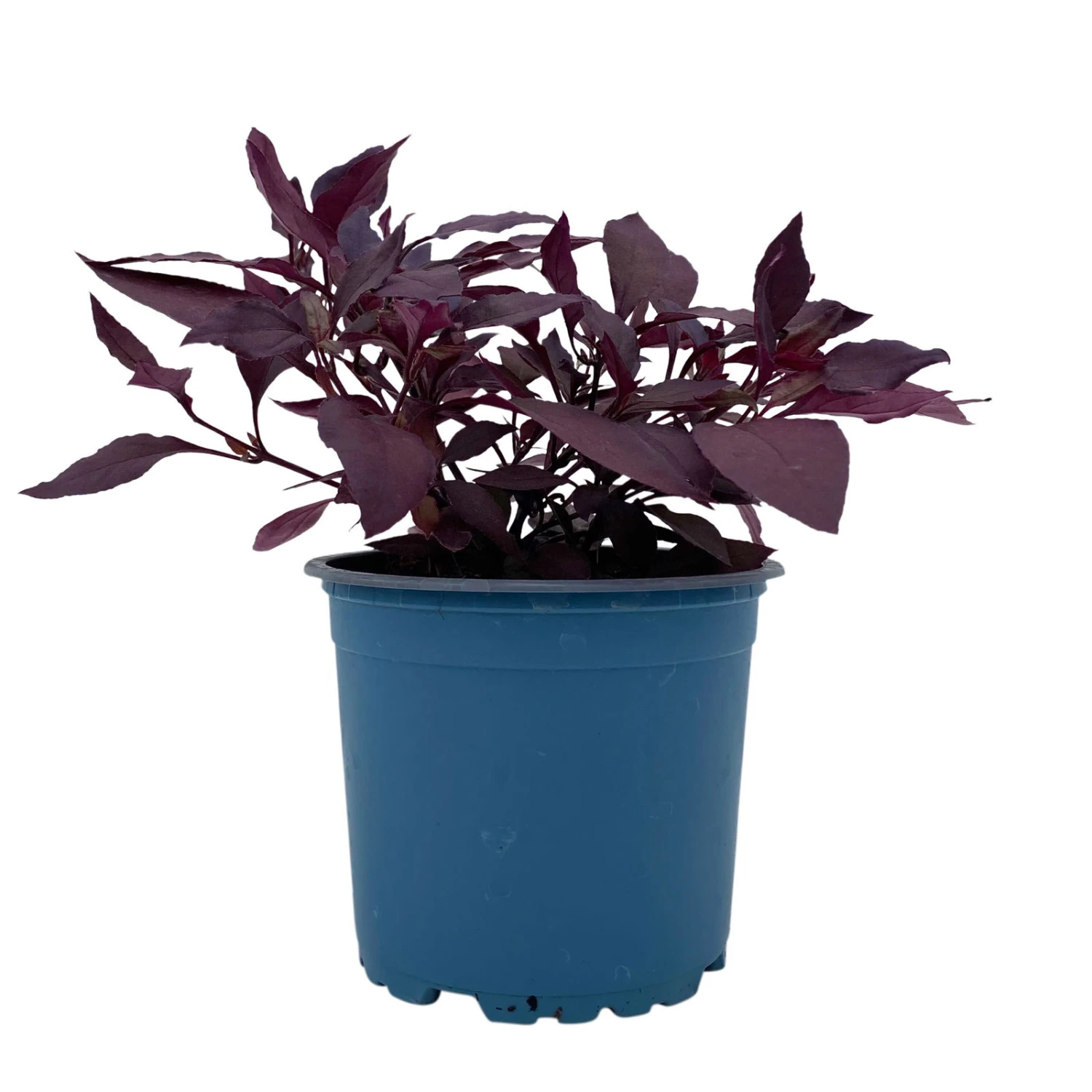 Papageienstrauch 'Little Romance', 6er-Set, Dunkelviolett-rot, Topf 12 Cm Ø 7 Papageienstrauch 'Little Romance', 6er-Set, Dunkelviolett-rot, Topf 12 Cm Ø – Bild 5