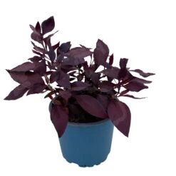 Papageienstrauch 'Little Romance', 6er-Set, Dunkelviolett-rot, Topf 12 Cm Ø 17 Papageienstrauch 'Little Romance', 6er-Set, Dunkelviolett-rot, Topf 12 Cm Ø -Madison Verkäufe 0610180265 Alternanthera T12 Little Romance 6er Set 12 95711