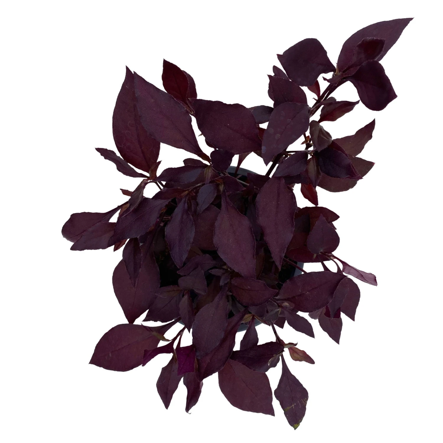 Papageienstrauch 'Little Romance', 6er-Set, Dunkelviolett-rot, Topf 12 Cm Ø 9 Papageienstrauch 'Little Romance', 6er-Set, Dunkelviolett-rot, Topf 12 Cm Ø – Bild 7