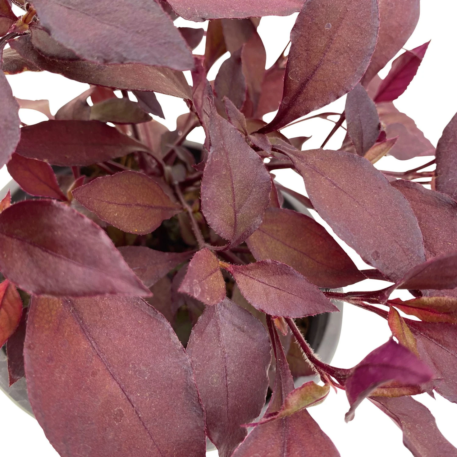 Papageienstrauch 'Little Romance', 6er-Set, Dunkelviolett-rot, Topf 12 Cm Ø 10 Papageienstrauch 'Little Romance', 6er-Set, Dunkelviolett-rot, Topf 12 Cm Ø – Bild 8