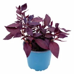 Papageienstrauch 'Little Romance', 6er-Set, Dunkelviolett-rot, Topf 12 Cm Ø 14 Papageienstrauch 'Little Romance', 6er-Set, Dunkelviolett-rot, Topf 12 Cm Ø -Madison Verkäufe 0610180265 Alternanthera T12 Little Romance 6er Set 2 95052