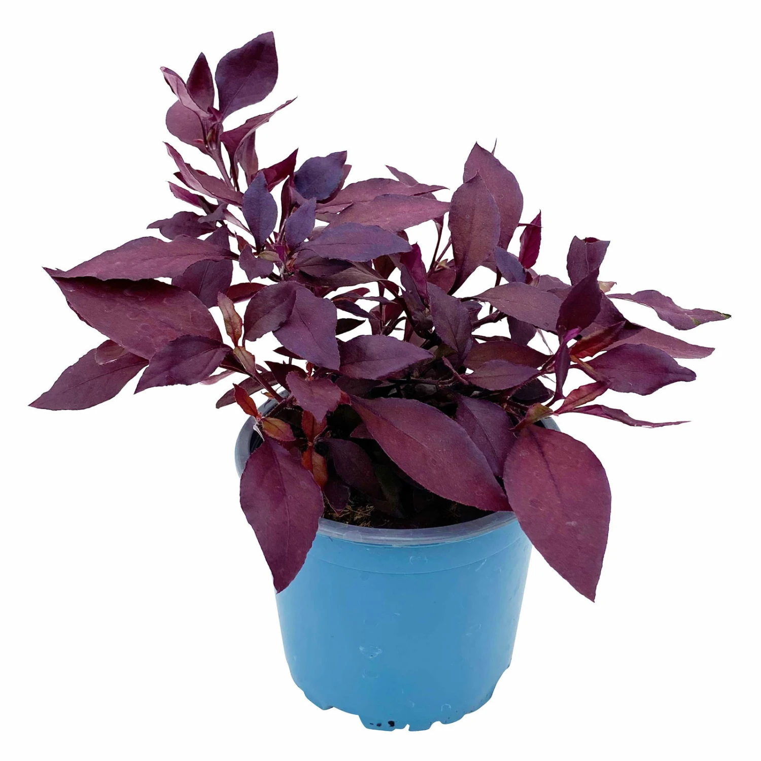 Papageienstrauch 'Little Romance', 6er-Set, Dunkelviolett-rot, Topf 12 Cm Ø 5 Papageienstrauch 'Little Romance', 6er-Set, Dunkelviolett-rot, Topf 12 Cm Ø – Bild 3