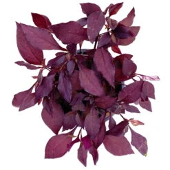 Papageienstrauch 'Little Romance', 6er-Set, Dunkelviolett-rot, Topf 12 Cm Ø 13 Papageienstrauch 'Little Romance', 6er-Set, Dunkelviolett-rot, Topf 12 Cm Ø -Madison Verkäufe 0610180265 Alternanthera T12 Little Romance 6er Set 3 95051