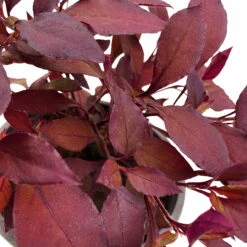 Papageienstrauch 'Little Romance', 6er-Set, Dunkelviolett-rot, Topf 12 Cm Ø 15 Papageienstrauch 'Little Romance', 6er-Set, Dunkelviolett-rot, Topf 12 Cm Ø -Madison Verkäufe 0610180265 Alternanthera T12 Little Romance 6er Set 4 95053