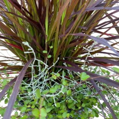 Lampenputzergras Mit Calocephalus Und Mühlenbeckia, Topf 23 Cm Ø -Madison Verkäufe 0610180267 KB Pennisetum Mixtopf T23 Rubrum Muehlenbeckia Calocephalus WS 4 95863