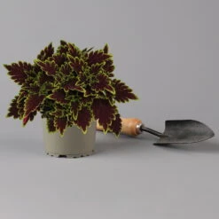 Buntnessel 'Bourbon Street' Dunkelrot-grün, Topf -Ø 12 Cm, 6er-Set 12 Buntnessel 'Bourbon Street' Dunkelrot-grün, Topf -Ø 12 Cm, 6er-Set -Madison Verkäufe 0610180337 coleus bourbon street 2 124149