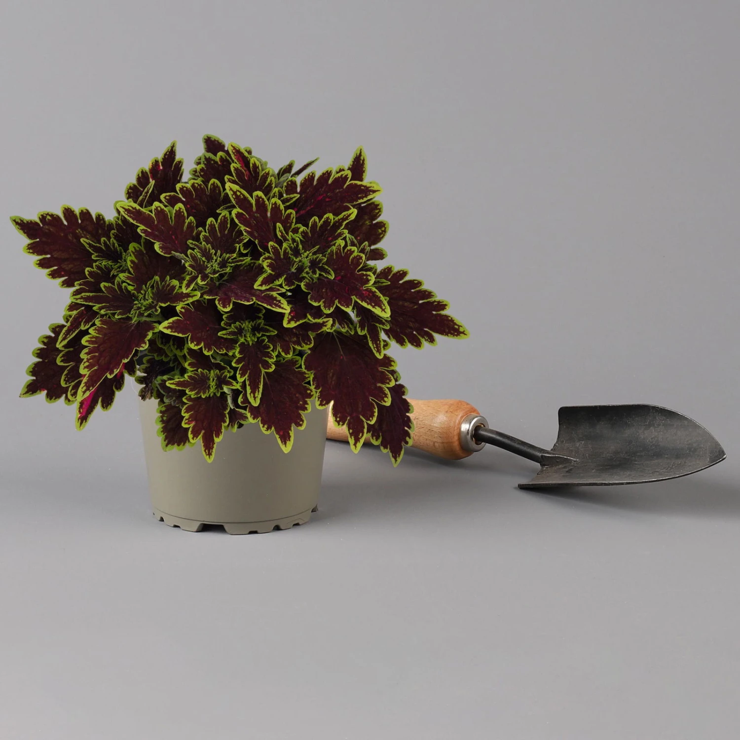 Buntnessel 'Bourbon Street' Dunkelrot-grün, Topf -Ø 12 Cm, 6er-Set 5 Buntnessel 'Bourbon Street' Dunkelrot-grün, Topf -Ø 12 Cm, 6er-Set – Bild 3