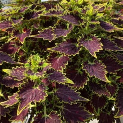 Buntnessel 'Bourbon Street' Dunkelrot-grün, Topf -Ø 12 Cm, 6er-Set 11 Buntnessel 'Bourbon Street' Dunkelrot-grün, Topf -Ø 12 Cm, 6er-Set -Madison Verkäufe 0610180337 coleus bourbon street 1 124148