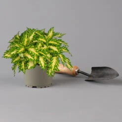 Buntnessel 'Palisade' Hellgrün-gelb, Topf -Ø 12 Cm, 6er-Set -Madison Verkäufe 0610180340 coleus palisade 1 124145