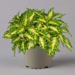 Buntnessel 'Palisade' Hellgrün-gelb, Topf -Ø 12 Cm, 6er-Set -Madison Verkäufe 0610180340 coleus palisade 4 124146