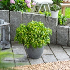 Buntnessel 'Palisade' Hellgrün-gelb, Topf -Ø 12 Cm, 6er-Set -Madison Verkäufe 0610180340 coleus palisade 2 124143