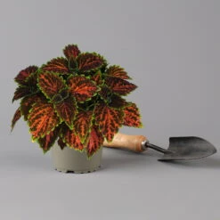 Buntnessel 'Magnificent Mile' Rot-braun-grün, Topf -Ø 12 Cm, 6er-Set -Madison Verkäufe 0610180341 coleus magnificent mile 2 124139