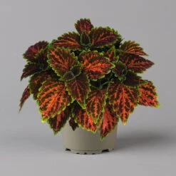 Buntnessel 'Magnificent Mile' Rot-braun-grün, Topf -Ø 12 Cm, 6er-Set -Madison Verkäufe 0610180341 coleus magnificent mile 3 124140