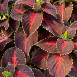 Buntnessel 'Magnificent Mile' Rot-braun-grün, Topf -Ø 12 Cm, 6er-Set -Madison Verkäufe 0610180341 coleus magnificent mile 124138