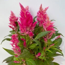 Celosia 'Kelos Fire Pink' Pink, Topf-Ø 12 Cm, 6er-Set -Madison Verkäufe 0610240073 Celosia argentea T12 6er Set pink Kelos Fire Pink 4 113292