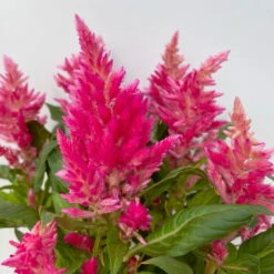Pflanzenset 'Spätsommer-Zeit' Rosa-pink, Topf-Ø 12 Cm, 4er-Set -Madison Verkäufe 0610240073 Celosia argentea T12 6er Set pink Kelos Fire Pink 5 113291