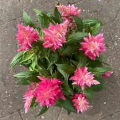 Pflanzenset 'Spätsommer-Zeit' Rosa-pink, Topf-Ø 12 Cm, 4er-Set -Madison Verkäufe 0610240073 Celosia argentea T12 6er Set pink Kelos Fire Pink 6 1 123643