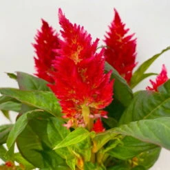 Celosia 'Kelos Fire Red' Rot, Topf-Ø 12 Cm, 6er-Set -Madison Verkäufe 0610240074 Celosia argentea T12 6er Set rot Kelos Fire Red 4 113293