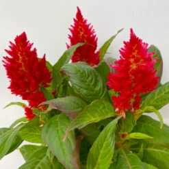 Celosia 'Kelos Fire Red' Rot, Topf-Ø 12 Cm, 6er-Set -Madison Verkäufe 0610240074 Celosia argentea T12 6er Set rot Kelos Fire Red 5 113294