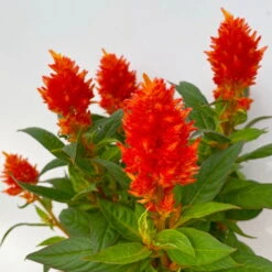 Celosia 'Kelos Fire Orange' Orange, Topf-Ø 12 Cm, 6er-Set -Madison Verkäufe 0610240075 Celosia argentea T12 6er Set orange Kelos Fire Orange 5 113296 1