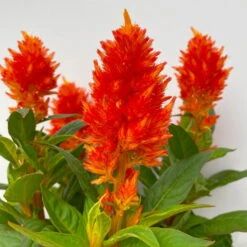 Celosia 'Kelos Fire Orange' Orange, Topf-Ø 17 Cm, 2er-Set -Madison Verkäufe 0610240075 Celosia argentea T12 6er Set orange Kelos Fire Orange 6 113295