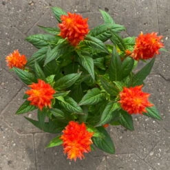 Celosia 'Kelos Fire Orange' Orange, Topf-Ø 12 Cm, 6er-Set -Madison Verkäufe 0610240075 Celosia argentea T12 6er Set orange Kelos Fire Orange 7 1 123644 1