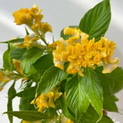 Celosia 'Hot Topic Yellow' Gelb, Topf-Ø 12 Cm, 6er-Set 12 Celosia 'Hot Topic Yellow' Gelb, Topf-Ø 12 Cm, 6er-Set -Madison Verkäufe 0610240077 Celosia argentea T12 6er Set Hot Topic Yellow 3 113300