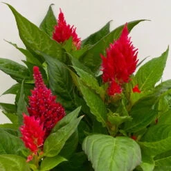 Celosia 'Kelos Fire Scarlet' Rot, Topf-Ø 17 Cm, 2er-Set -Madison Verkäufe 0610240079 Celosia argentea T17 2er Set dunkelrot Kelos Fire Scarlet 11 113576